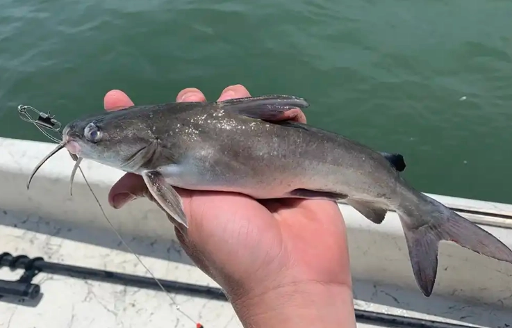 freshwater catfish types freshwater catfish types