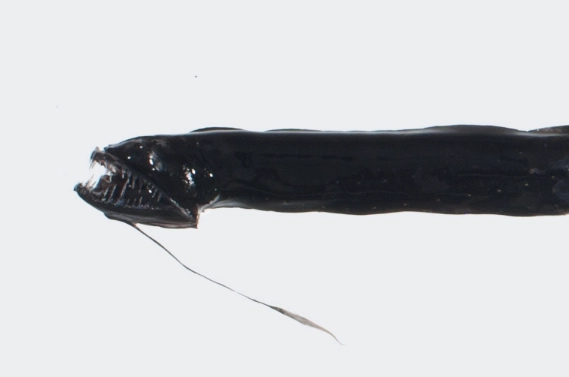 deep sea bioluminescence