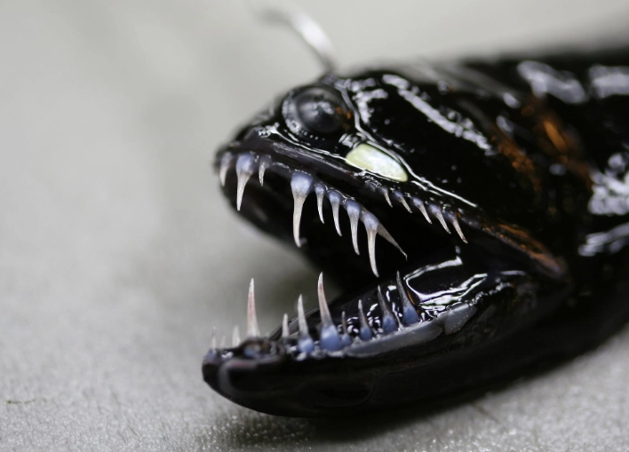 deep sea bioluminescence