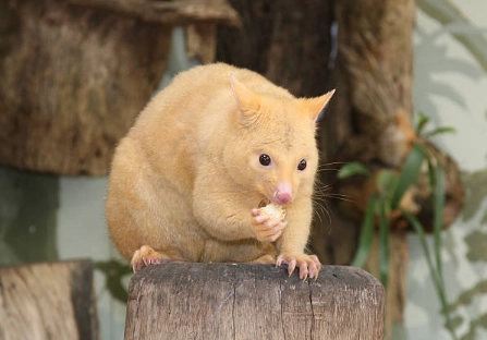 golden possum conservation