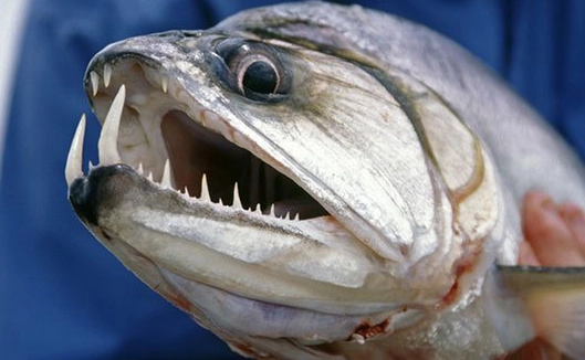 large predatory fish