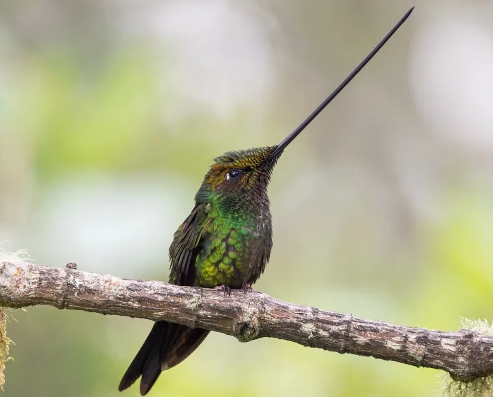 Andean hummingbird
