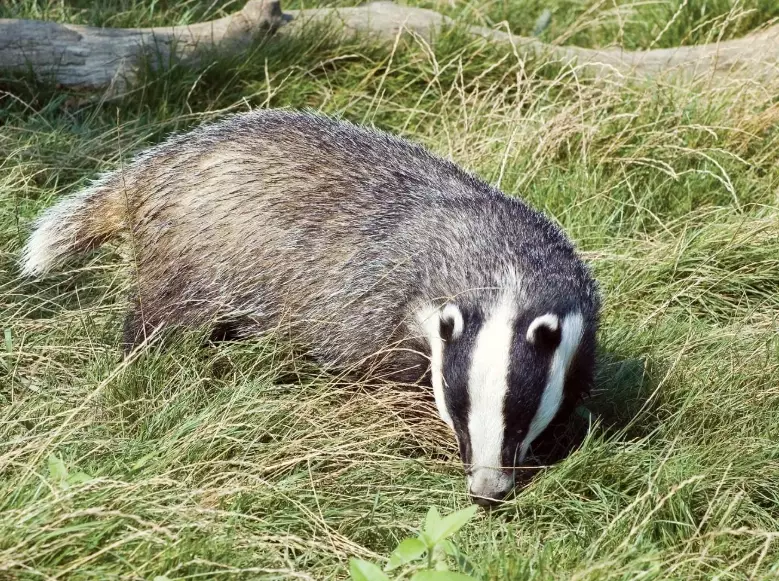 hog badger