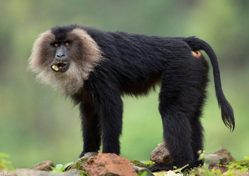 primate conservation