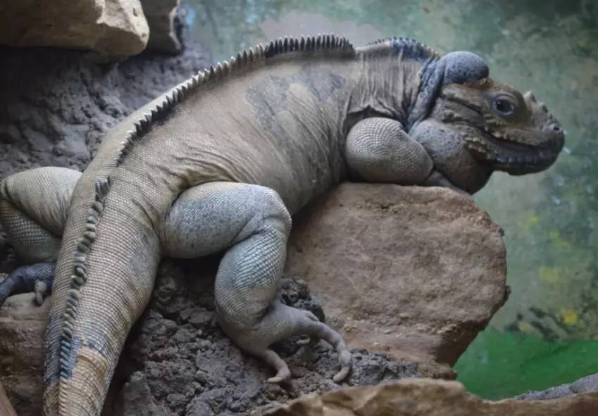 rhinoceros iguana size