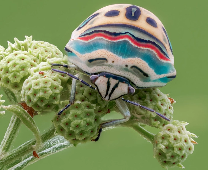 picasso beetle care