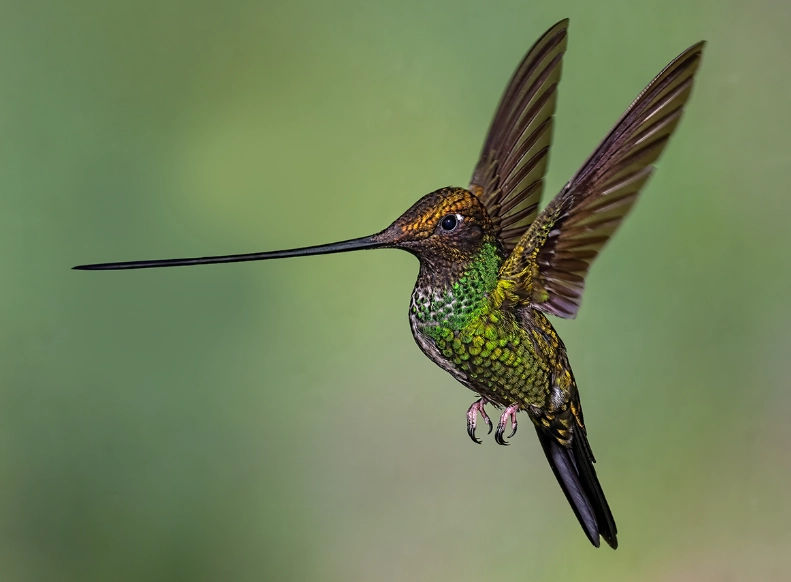 sword-billed hummingbird