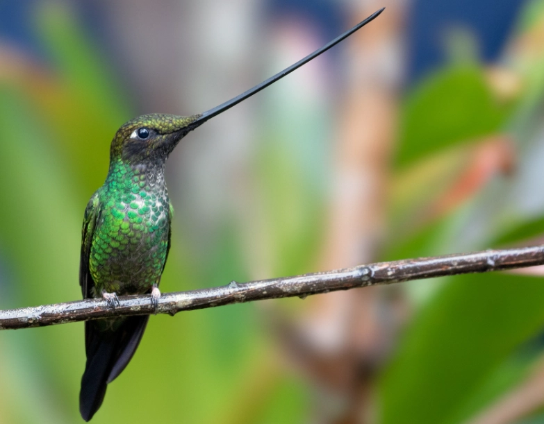 sword billed hummingbird