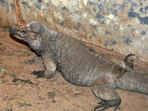 rhinoceros iguana size