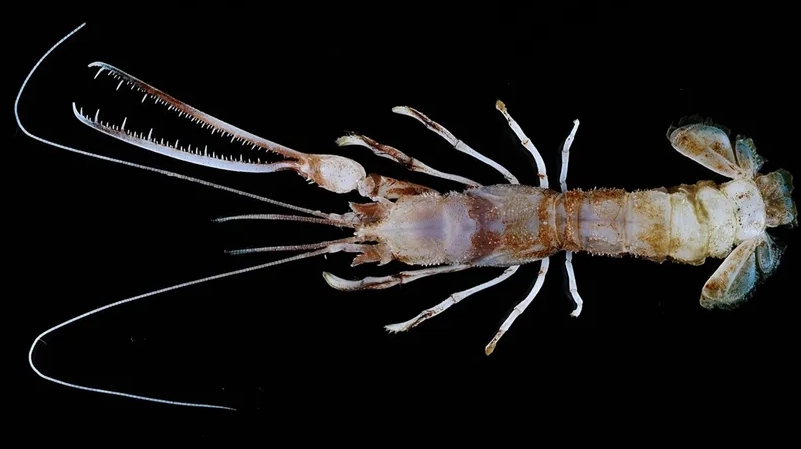 dangerous freshwater lobster