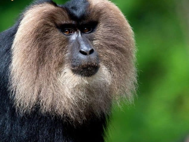 lion-tailed macaque