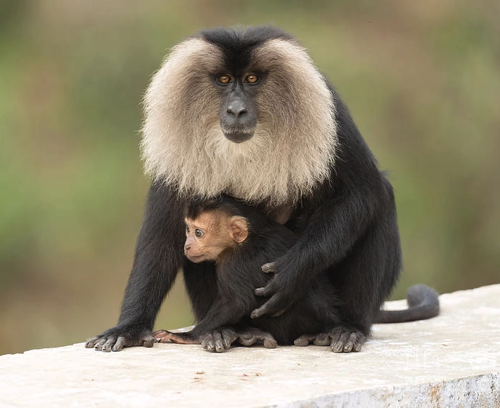 lion-tailed macaque