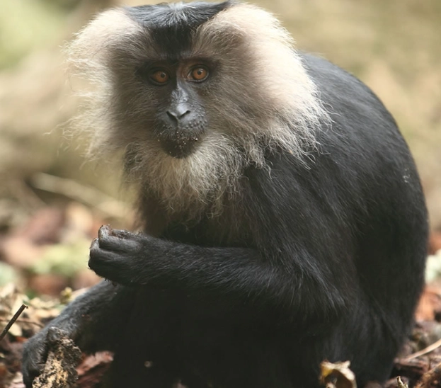 primate conservation