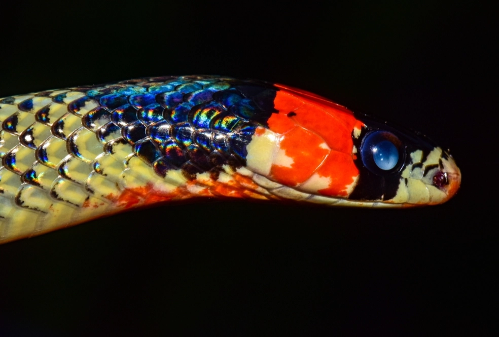 non-venomous snake mimics