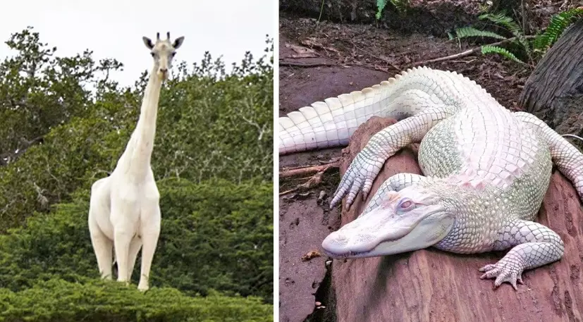 albino animal survival