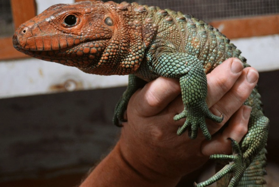caiman lizard care caiman lizard care