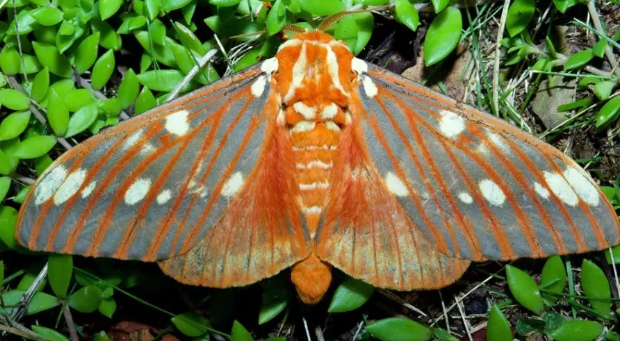 citheronia regalis