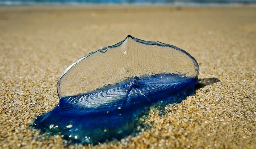 Velella velella