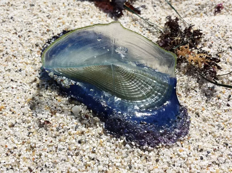 by the wind sailor facts