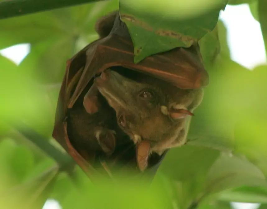 megabat species