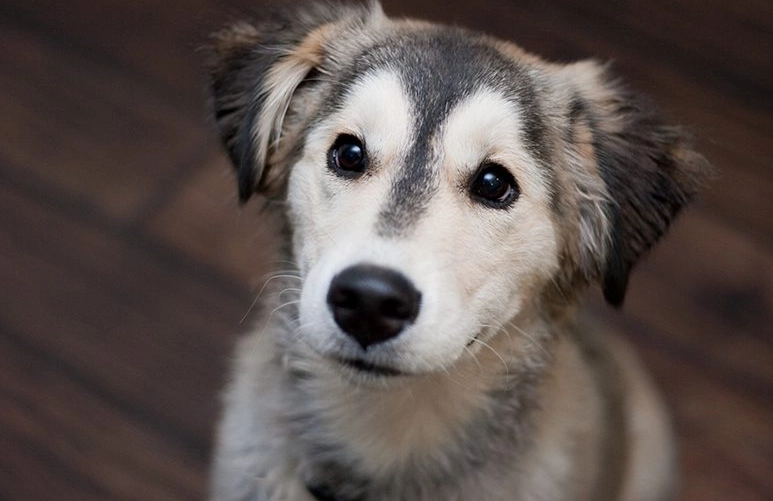 golden husky mix temperament golden husky mix temperament