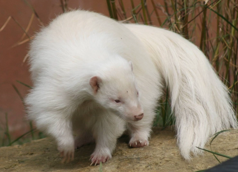 albino animal facts