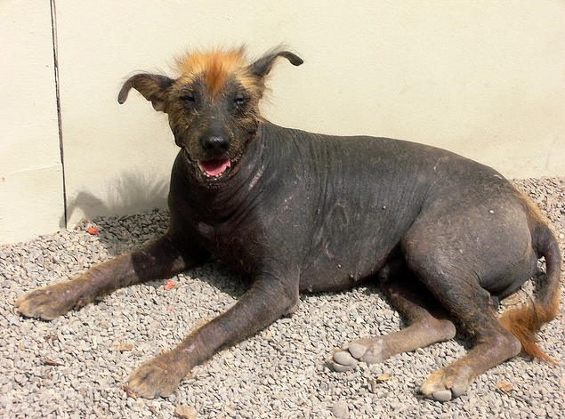 hairless dog breeds