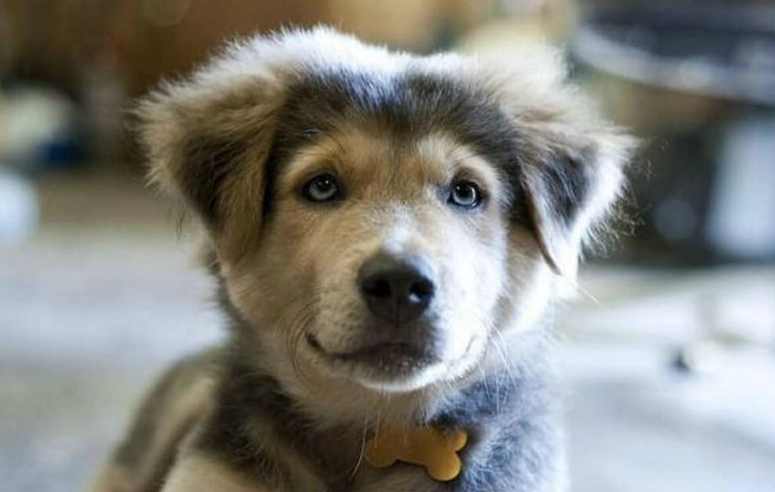 golden husky mix puppy golden husky mix puppy