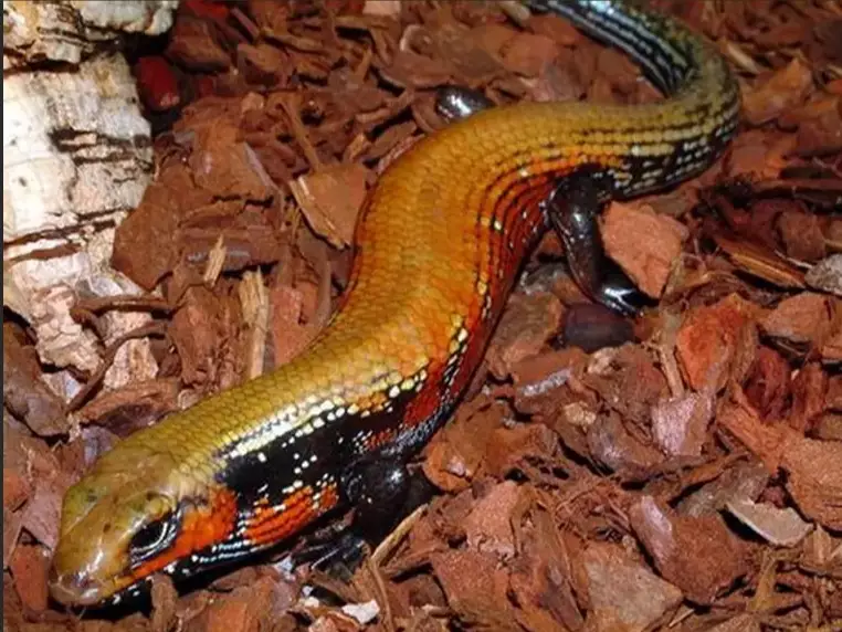 togo fire skink for sale
