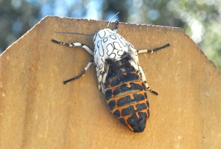 eyed tiger moth caterpillar sting