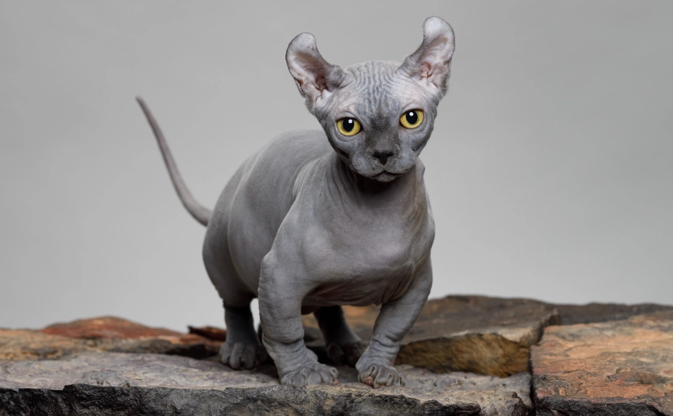 hairless cat breeds
