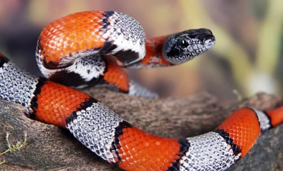 coral snake mimic