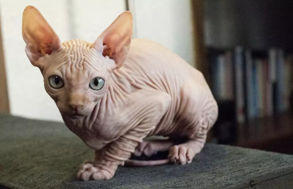 hairless cat breeds