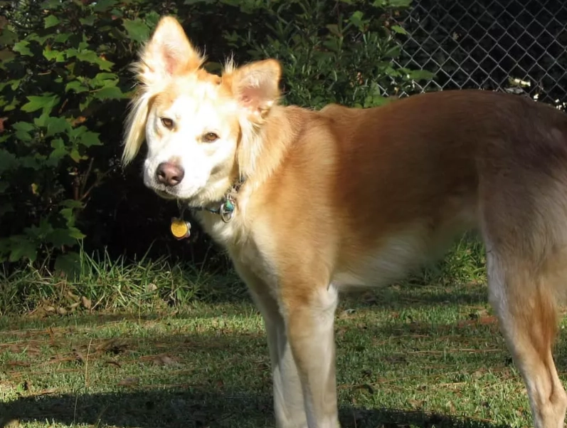 golden husky mix temperament golden husky mix temperament