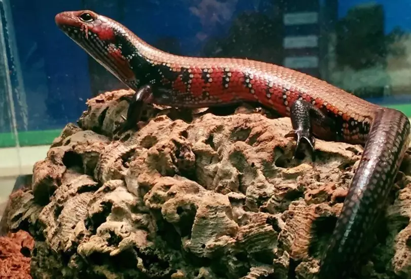 togo fire skink for sale