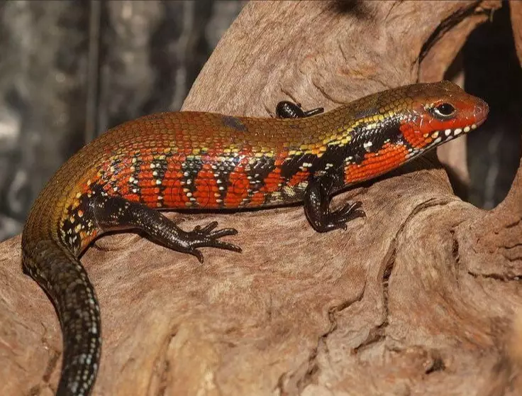 togo fire skink for sale