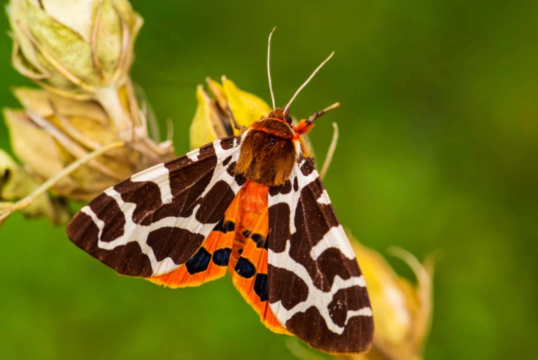 are eyed tiger moths dangerous