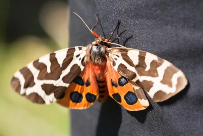 eyed tiger moth caterpillar sting