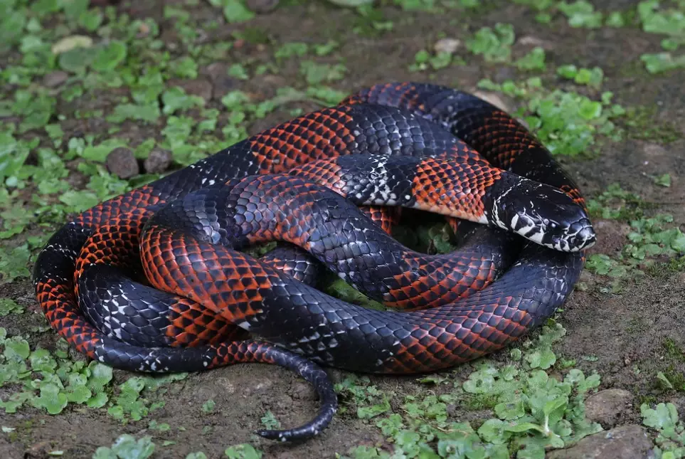 false coral snake identification