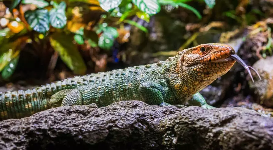 dracaena guianensis dracaena guianensis