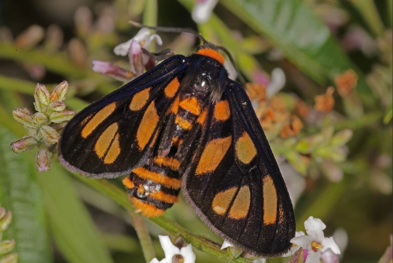 are eyed tiger moths dangerous