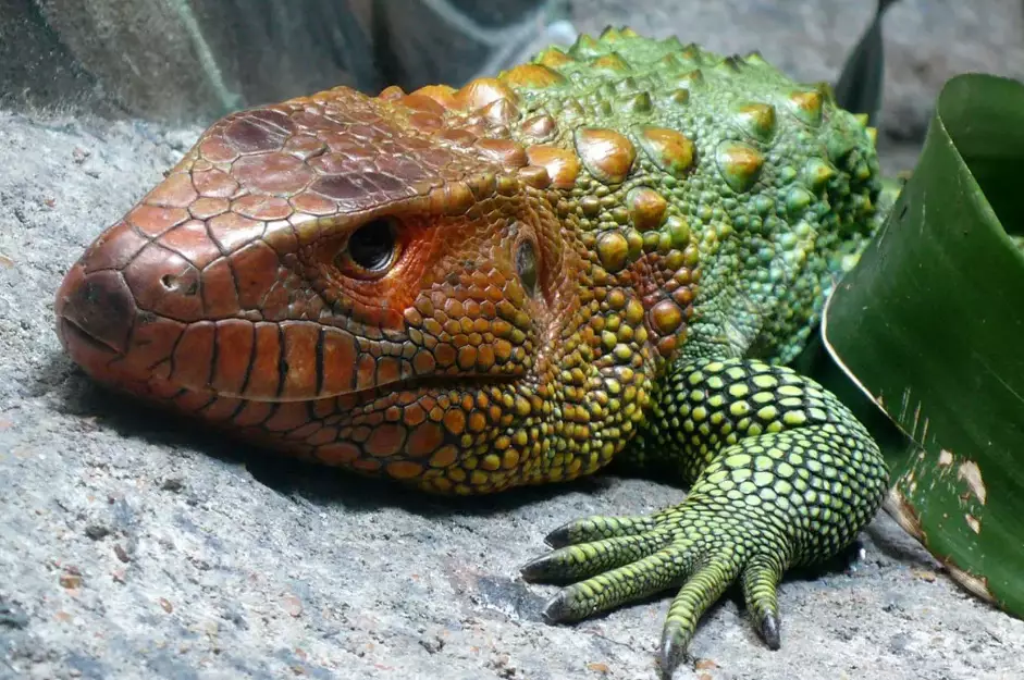 caiman lizard care caiman lizard care