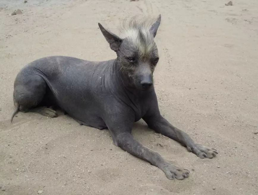 best hairless dog for families