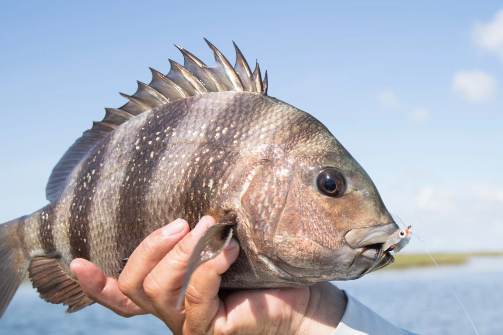 human teeth fish species