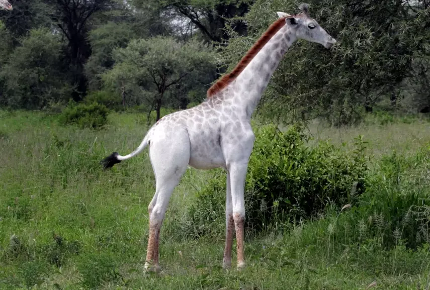 causes of albinism in animals