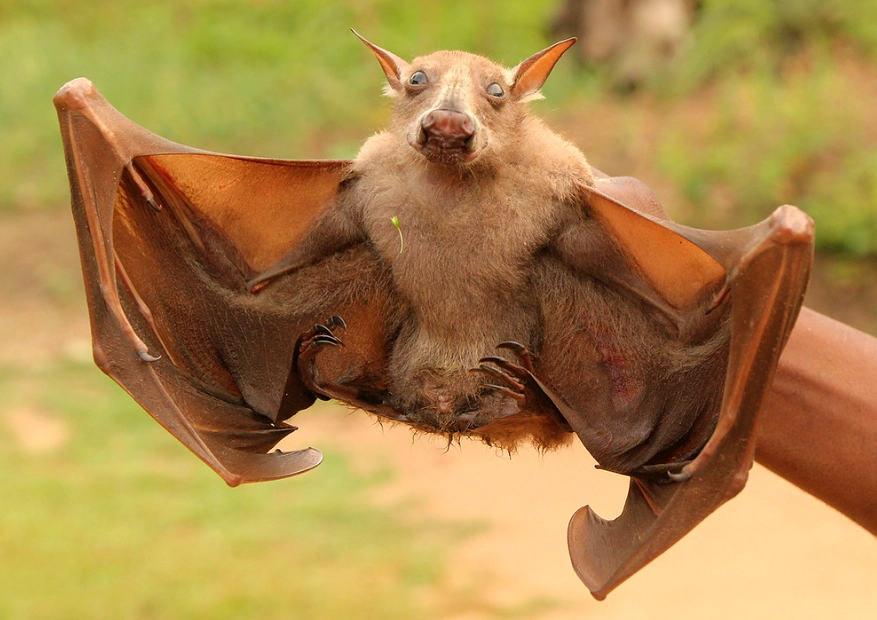 hammerhead fruit bat facts