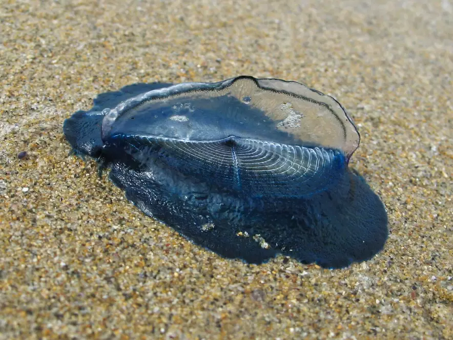 blue sail jellyfish