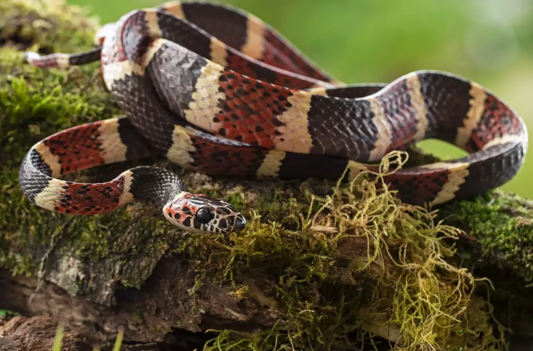 non-venomous snake mimics