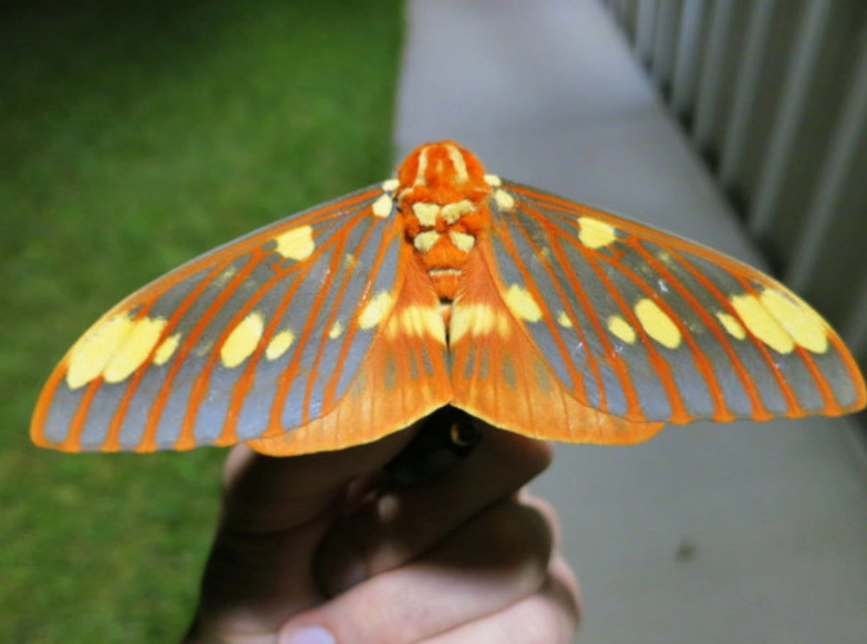 royal walnut moth