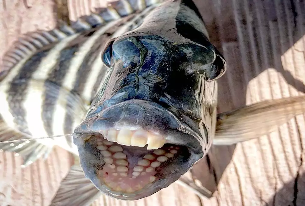 sheepshead fish identification